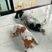 Puppies in care at the shelter