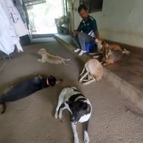 Shelter dogs resting together in a covered kennel area